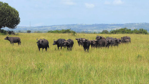 Herd of sheep on field