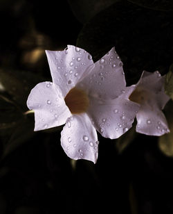 Close-up of wet flower blooming outdoors