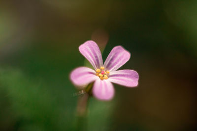 Close-up of pink flowering plant