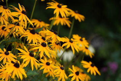 Close-up of yellow flowering plant