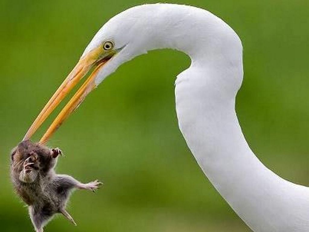 animal themes, bird, animals in the wild, wildlife, beak, one animal, white color, focus on foreground, close-up, nature, animal head, white, side view, green color, beauty in nature, grass, outdoors, day, no people