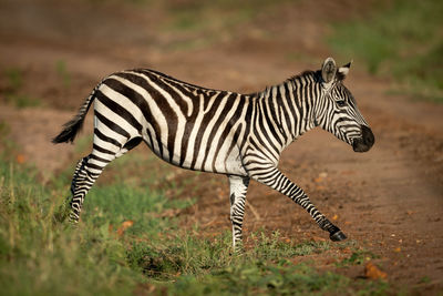 Plains zebra trots over ditch beside track