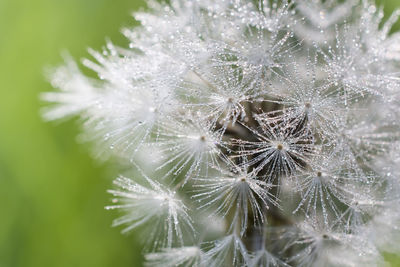 Close-up of flower against blurred background