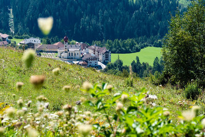 Plants growing on field by buildings