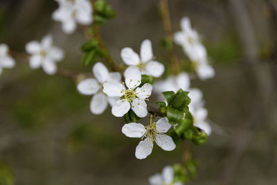 Close-up of white cherry blossom tree