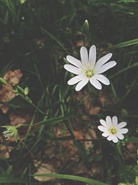 Close-up of white daisy blooming outdoors