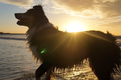 Dog standing on shore against sky during sunset
