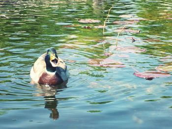 Duck swimming in lake