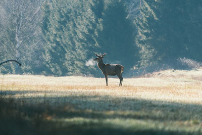 A deer in the colors of a foggy morning.