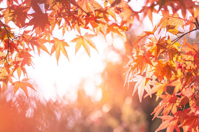 Close-up of red leaves