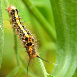 Close-up of insect on leaf