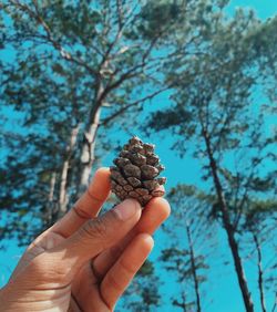 Close-up of hand holding pine cone against trees
