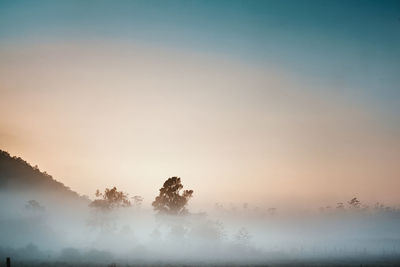 Silhouette trees against sky at sunset