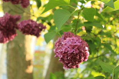 Close-up of pink flowering plant