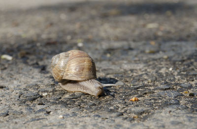 Close-up of snail on road