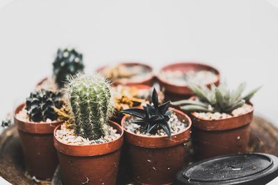 Close-up of potted plants
