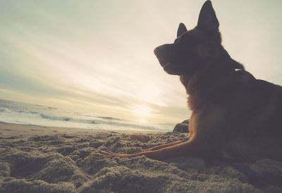 Dog looking away at sunset