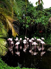 View of birds by plants against lake
