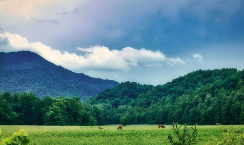 Scenic view of field against sky
