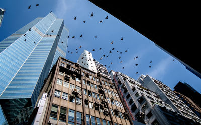 Low angle view of birds flying against sky