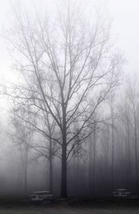 Bare trees against sky during foggy weather