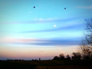 Low angle view of bird flying over landscape
