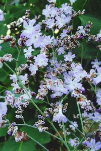 Close-up of purple flowering plant