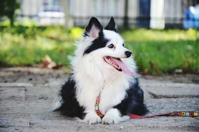 Close-up of dog lying down outdoors