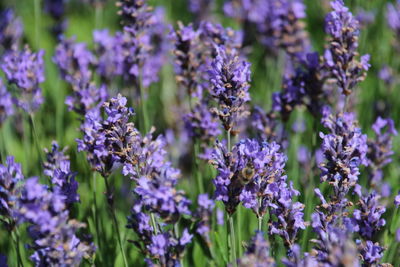 Close-up of purple flowers