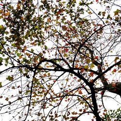 Low angle view of tree against sky