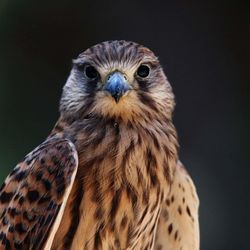 Close-up portrait of bird