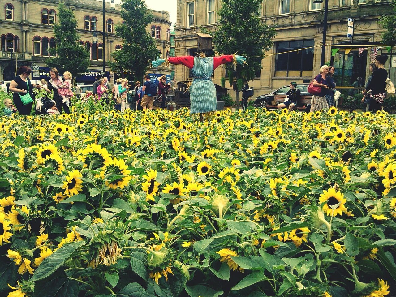 flower, freshness, men, yellow, person, fragility, growth, lifestyles, plant, building exterior, rear view, built structure, architecture, leisure activity, nature, beauty in nature, walking, day, outdoors