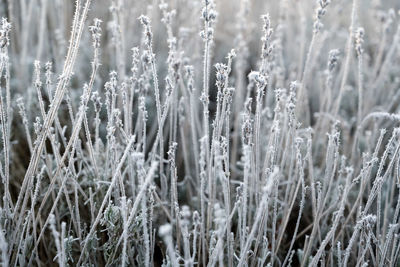 Close-up of frozen plants on field