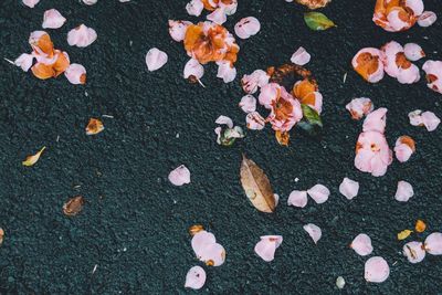 High angle view of petals on road