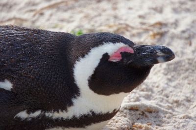 Close-up of a bird