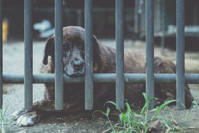 Portrait of monkey in cage