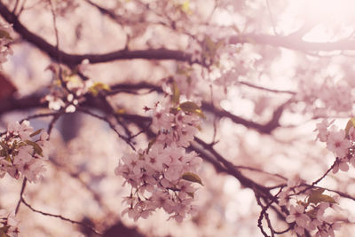 Close-up of apple blossoms in spring