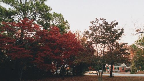 Low angle view of trees against clear sky