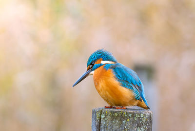 Close-up of bird perching on wood