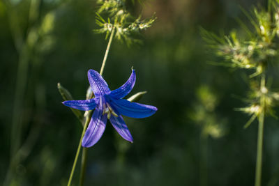 Close-up of purple flowering plant