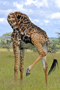 Giraffes on grassy field