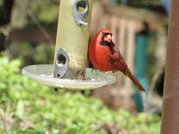 Close-up of bird perching on feeder