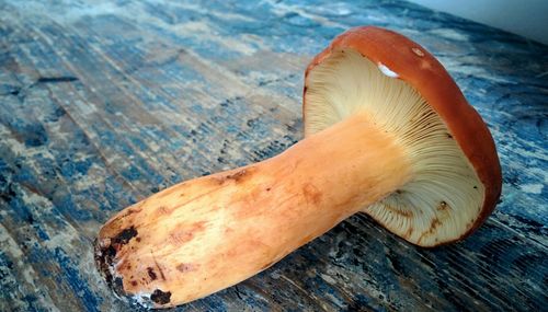 High angle view of mushroom on wood