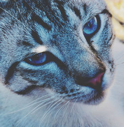 Close-up portrait of a cat