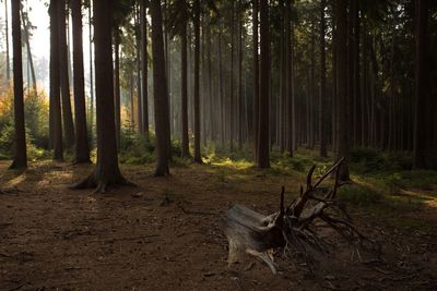 Trees in forest