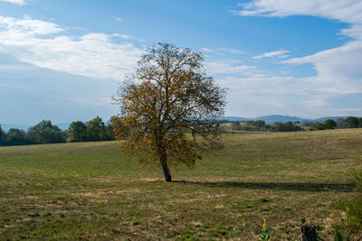 Tree on field against sky