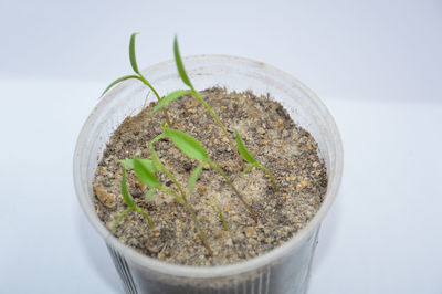 Close-up of potted plant on table