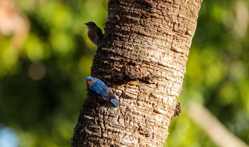 Eastern bluebird sialia sialis perches on a pine tree in naples, florida