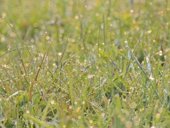 Close-up of plant growing in field