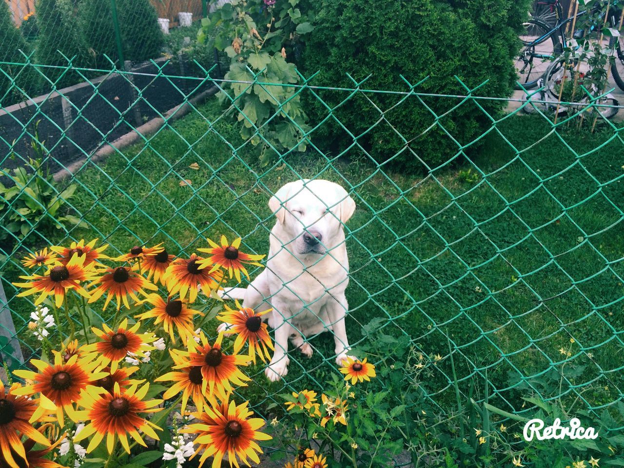 protection, fence, chainlink fence, safety, flower, fragility, day, freshness, focus on foreground, green color, beauty in nature, no people